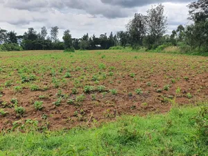 Nanyuki 1 Acre
