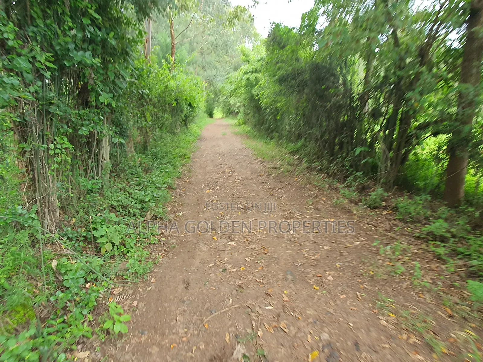 Nanyuki 1 Acre
