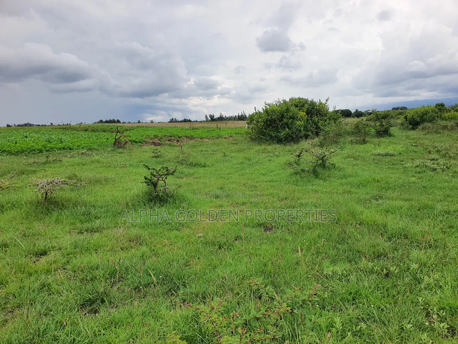 18 Acres in Nanyuki