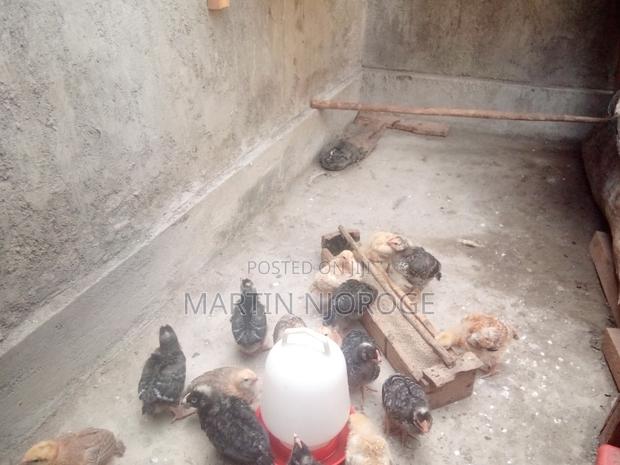 Kienyeji Chicks