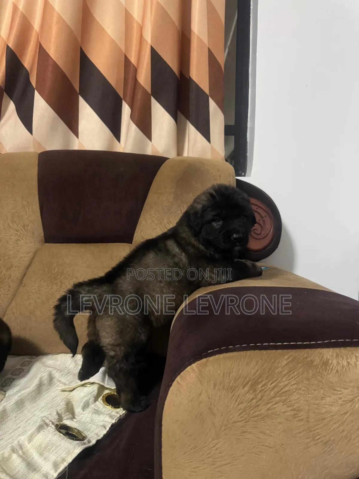 1-3 months Male Purebred Caucasian Shepherd