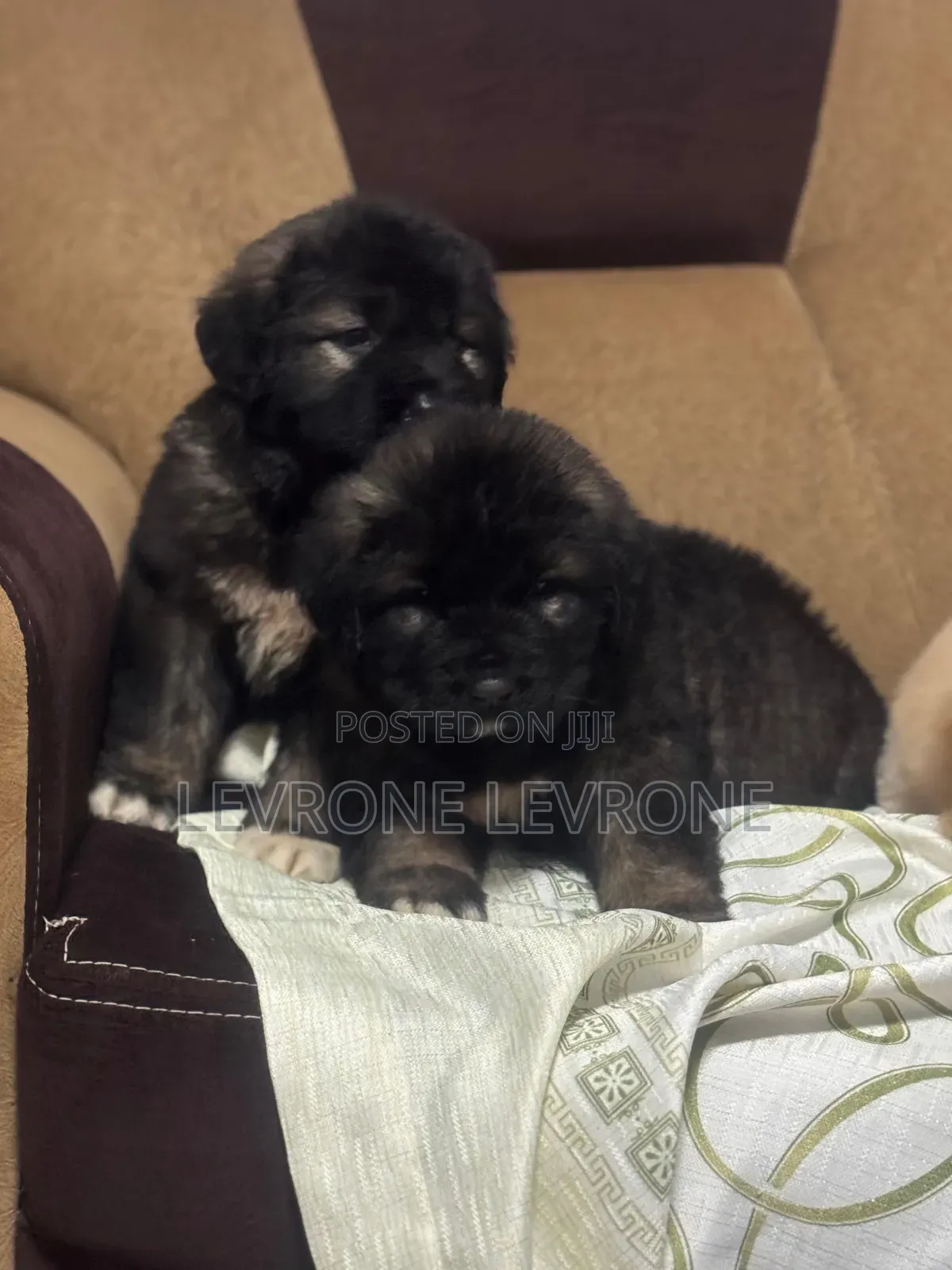 1-3 months Male Purebred Caucasian Shepherd
