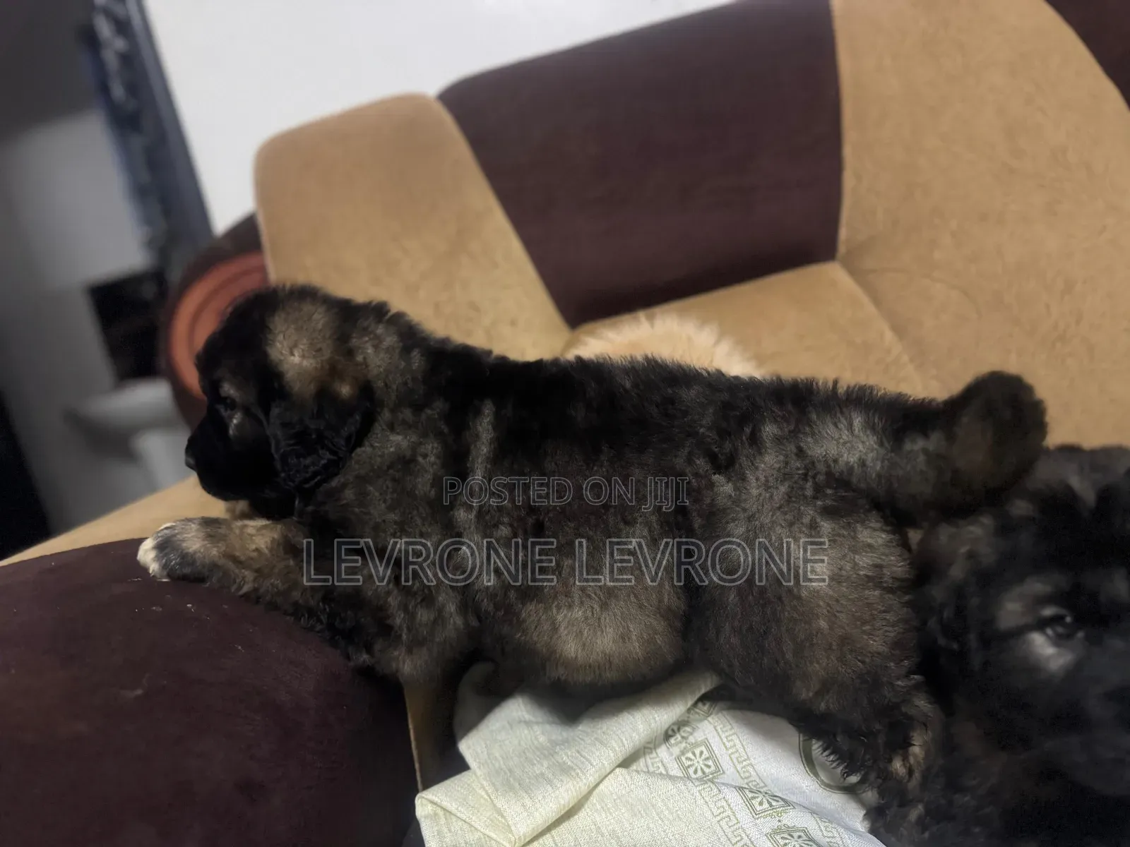 1-3 months Male Purebred Caucasian Shepherd
