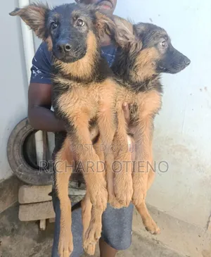 1-3 months Female Purebred German Shepherd