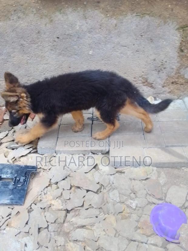 1-3 months Female Purebred German Shepherd - thumbnail 3