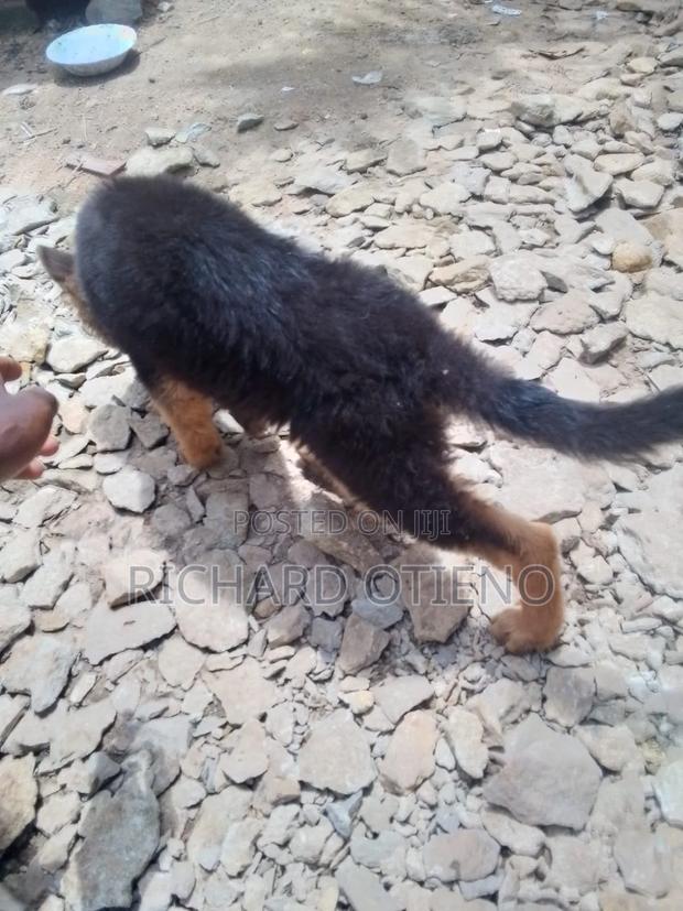 1-3 months Female Purebred German Shepherd - thumbnail 4