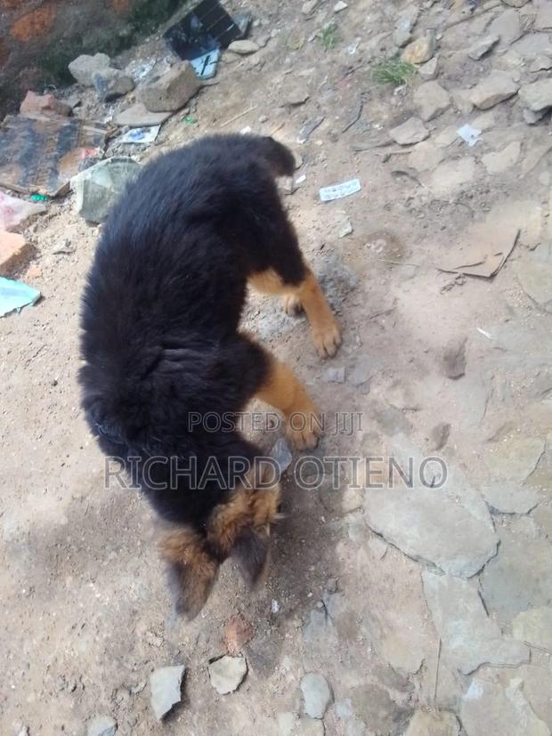 1-3 months Female Purebred German Shepherd - thumbnail 5