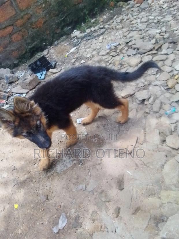 1-3 months Female Purebred German Shepherd - thumbnail 6