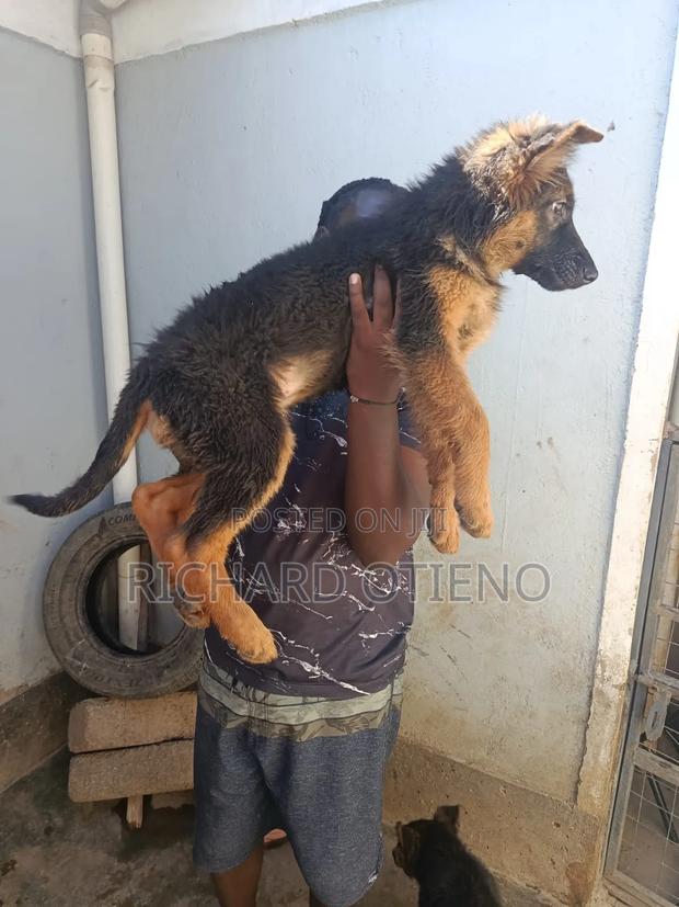 1-3 months Female Purebred German Shepherd - thumbnail 7