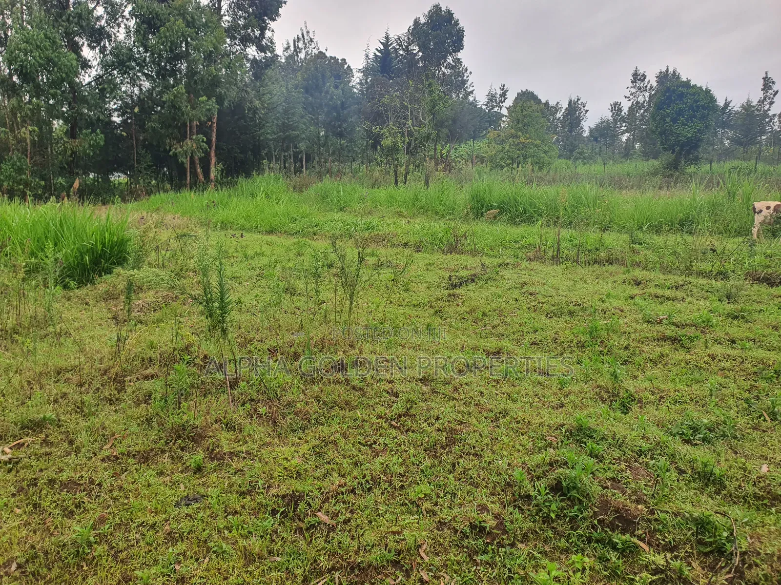 1 Acre in Katheri [ Nanyuki ]
