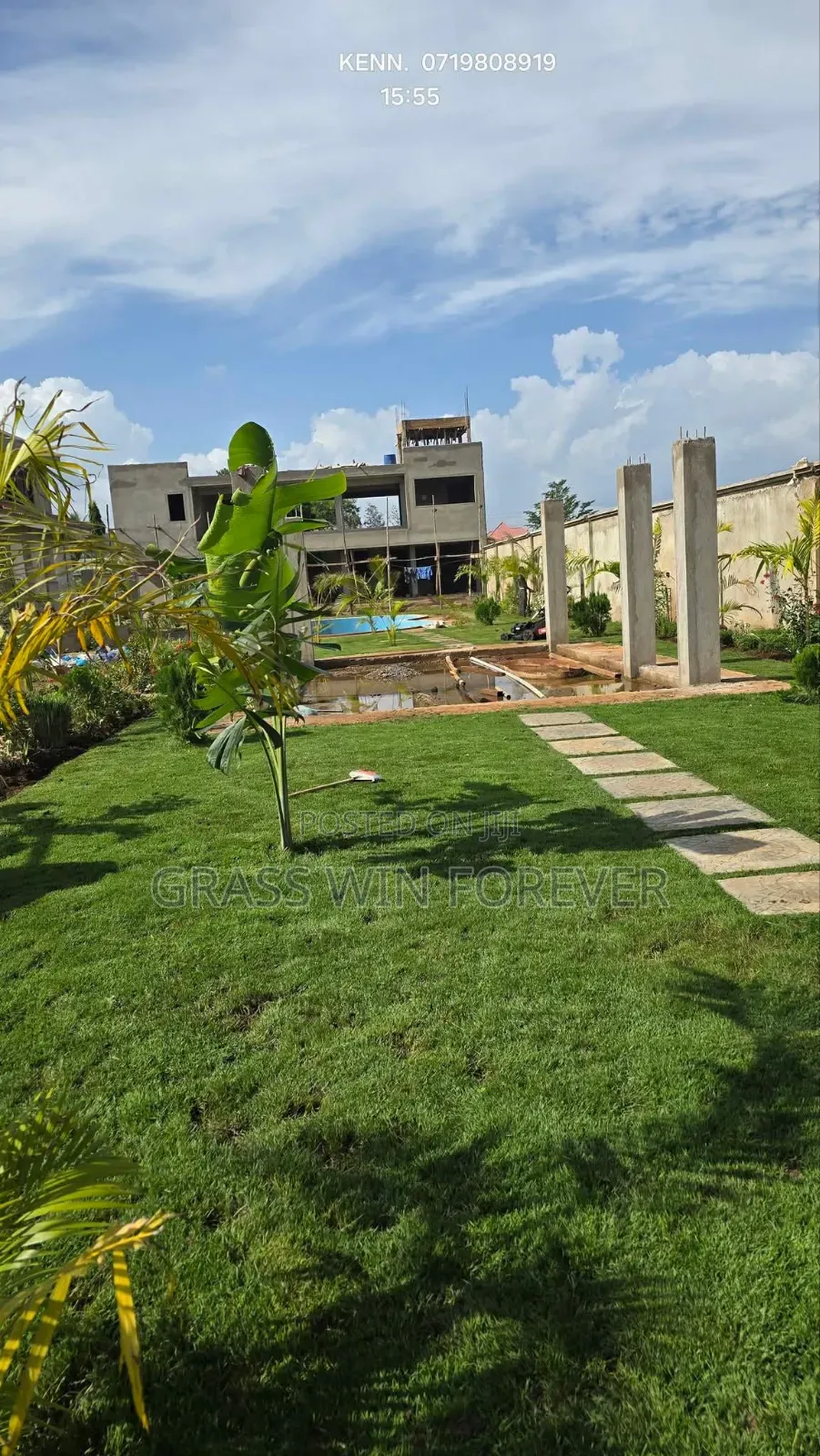 Arabic Grass Pemba Green Zibabwe Capet Grass Is Available