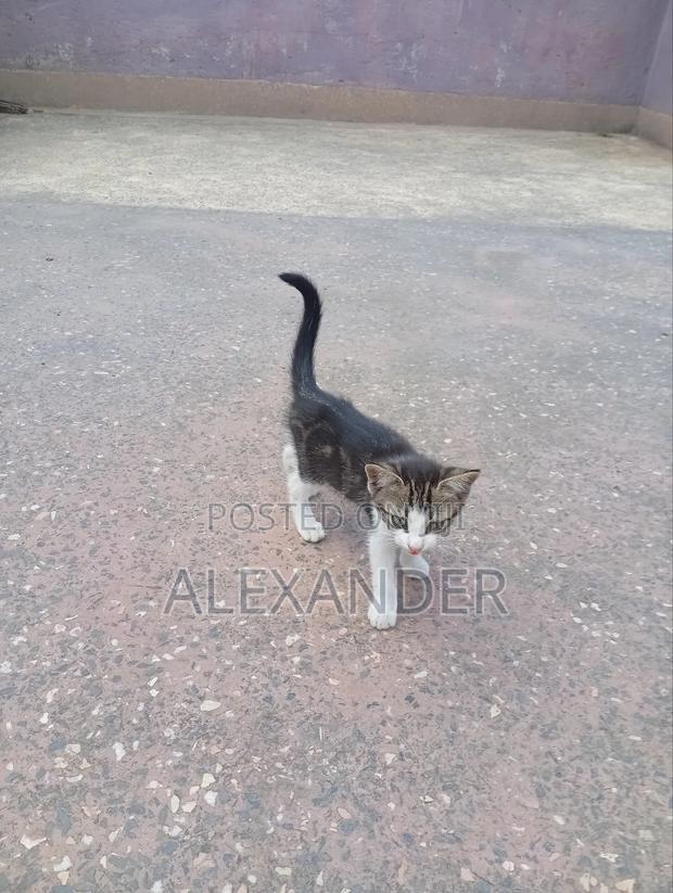 1-3 months Male Mixed Breed Cat - thumbnail 3