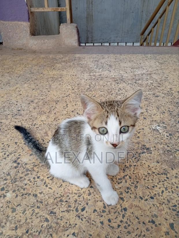 1-3 months Male Mixed Breed Cat - thumbnail 4