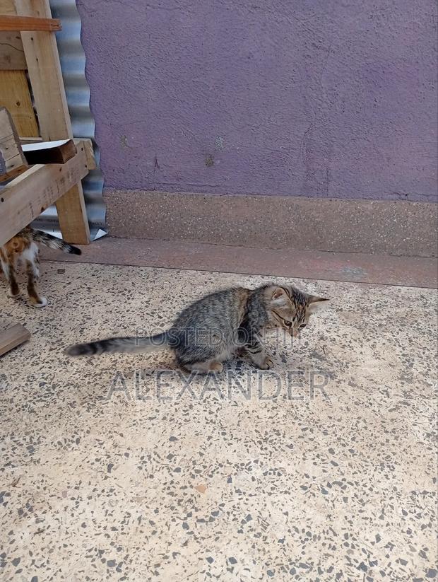 1-3 months Male Mixed Breed Cat - thumbnail 5