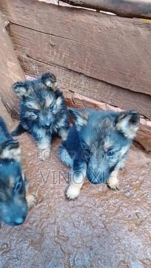 1-3 months Male Purebred German Shepherd - thumbnail 2