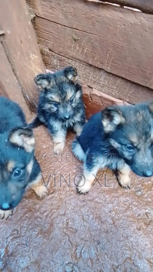 1-3 months Male Purebred German Shepherd - thumbnail 3