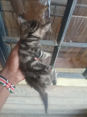 1-3 months Female Purebred American Shorthair