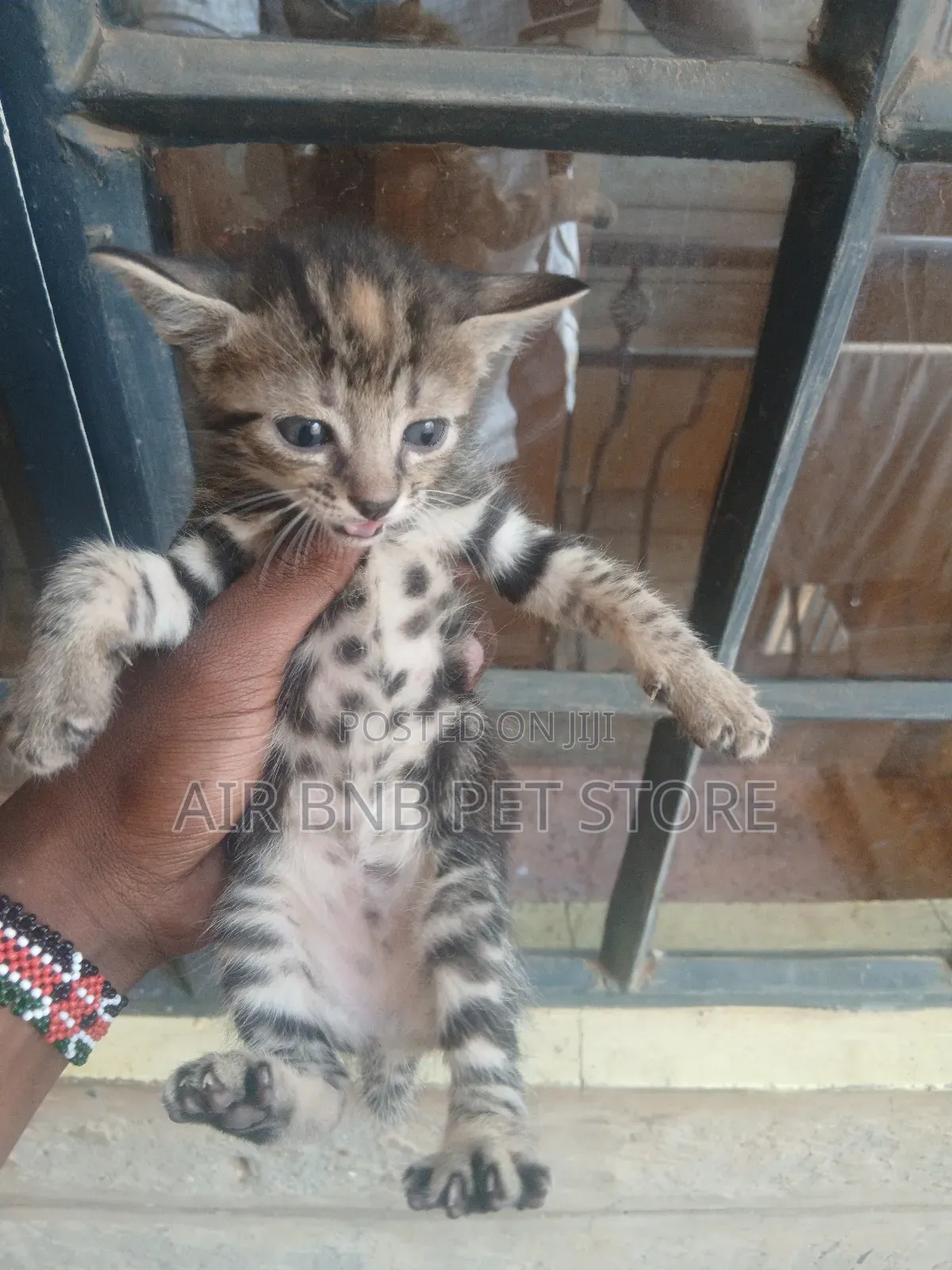 1-3 months Female Purebred American Shorthair