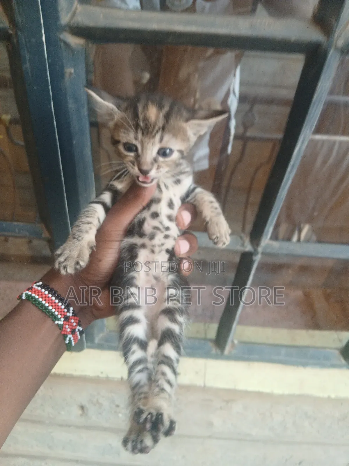 1-3 months Female Purebred American Shorthair