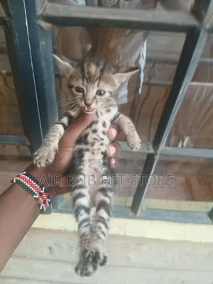 1-3 months Female Purebred American Shorthair