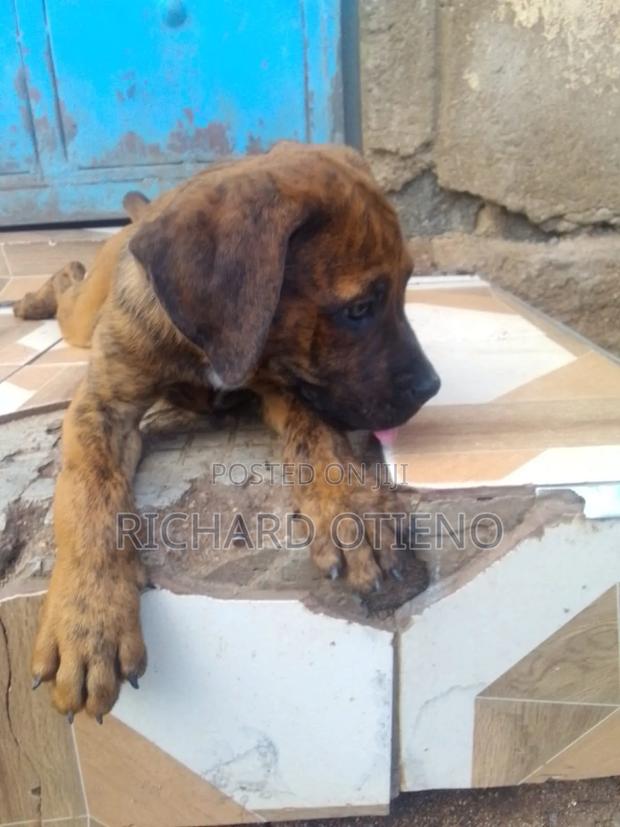 1-3 months Male Purebred Boerboel