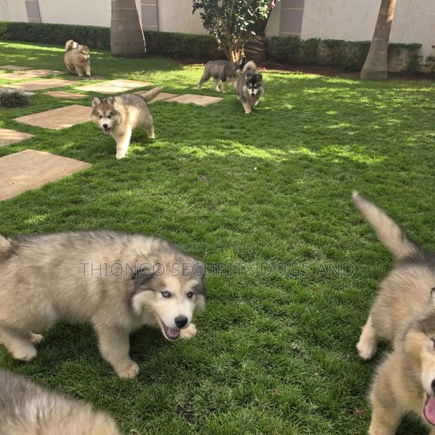 1-3 months Male Purebred Alaskan Malamute