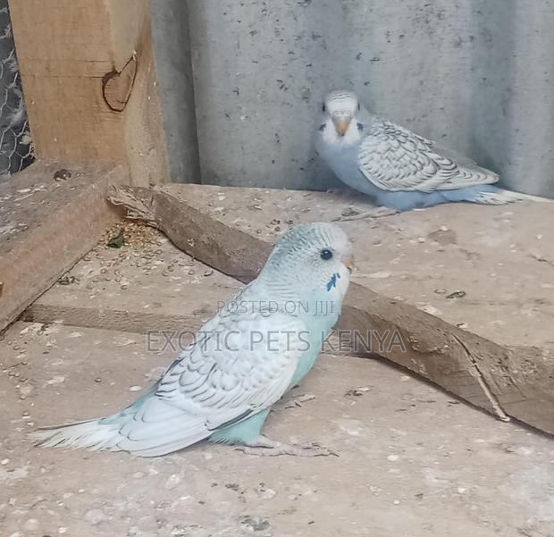 Parakeet Birds - main view