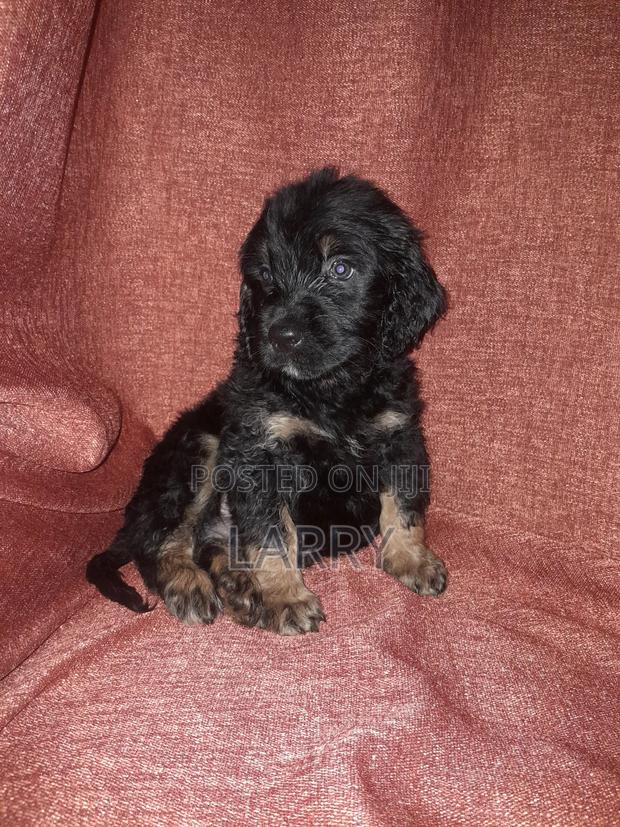 1-3 months Male Purebred Cockapoo - main view