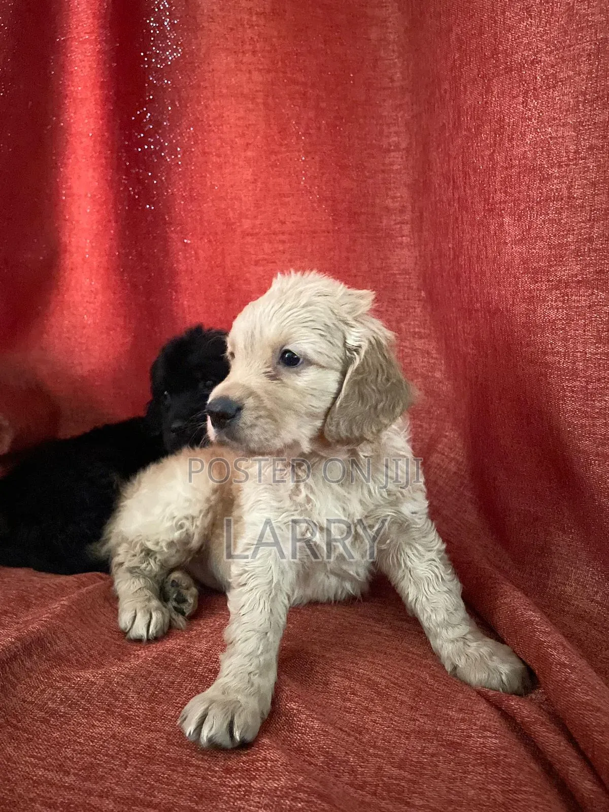 1-3 months Male Purebred Cockapoo