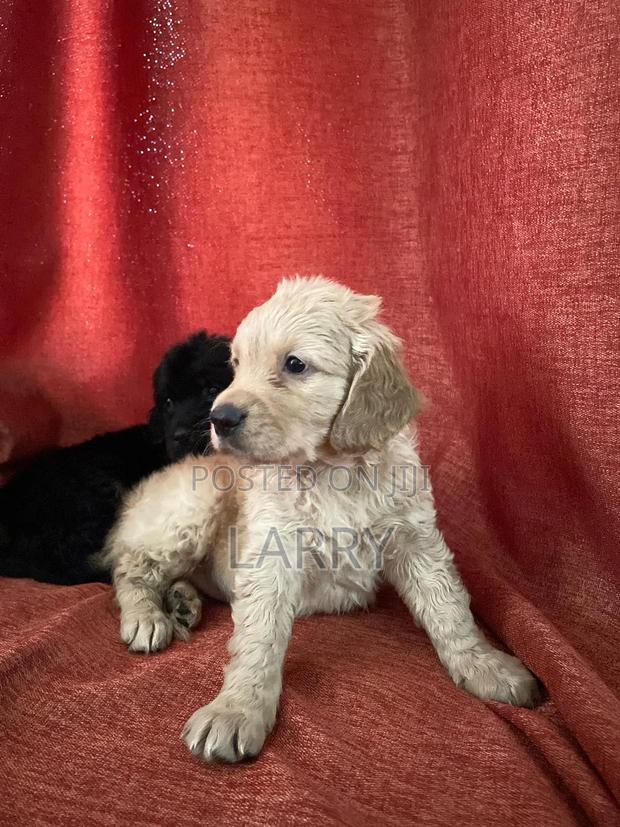 1-3 months Male Purebred Cockapoo - thumbnail 2