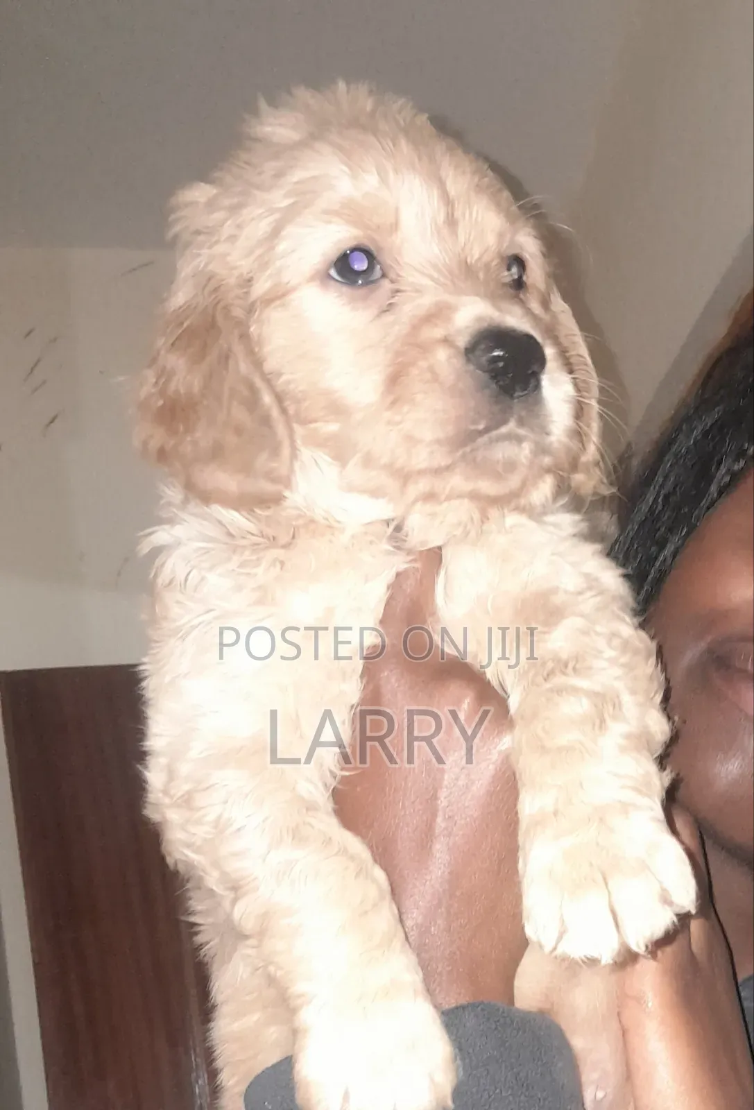 1-3 months Female Purebred Cockapoo