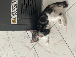1-3 months Male Mixed Breed Cat