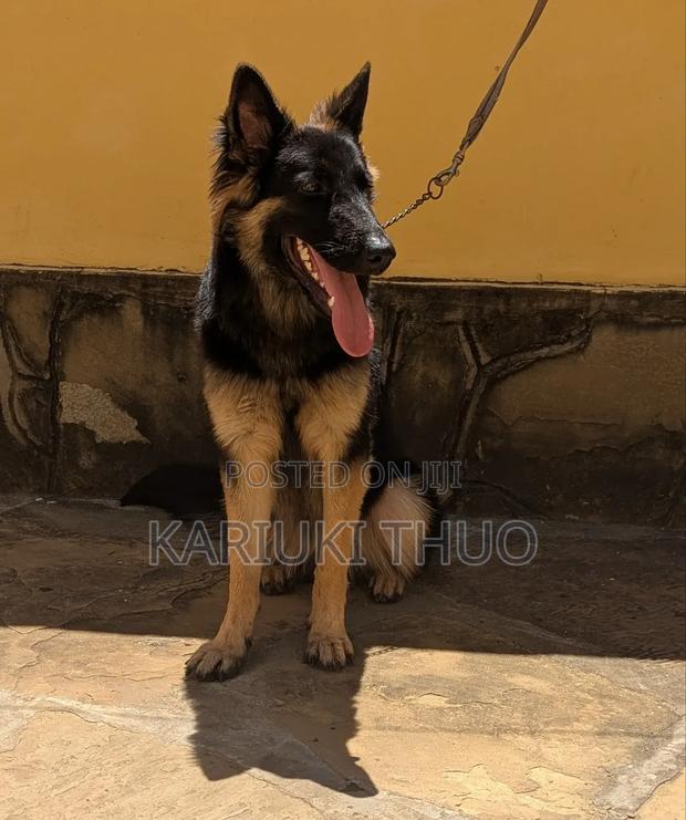 6-12 months Female Purebred German Shepherd