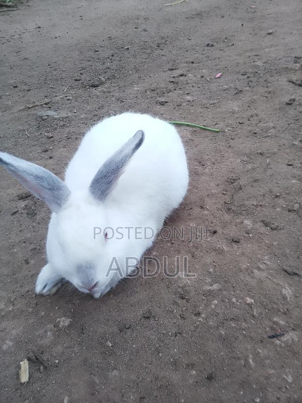 Selling Rabbits
