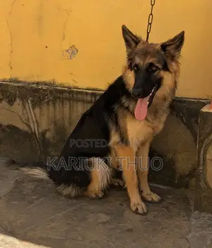 6-12 months Female Purebred German Shepherd