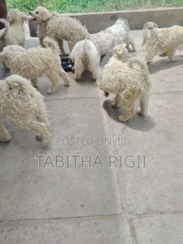 3-6 months Male Mixed Breed Maltese - thumbnail 3