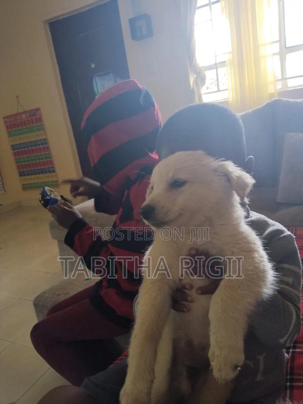 3-6 months Male Mixed Breed Maltese - thumbnail 4