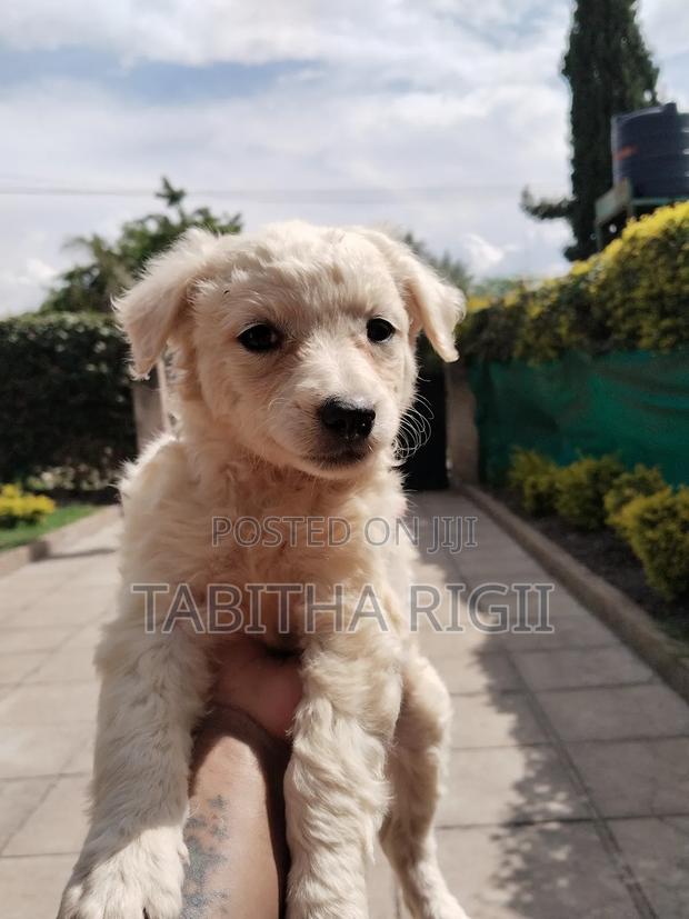 3-6 months Male Mixed Breed Maltese - thumbnail 5