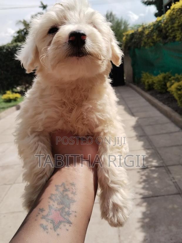 3-6 months Male Mixed Breed Maltese - thumbnail 6