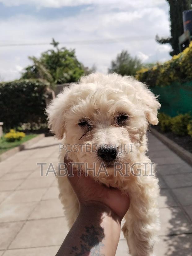 3-6 months Male Mixed Breed Maltese - thumbnail 8