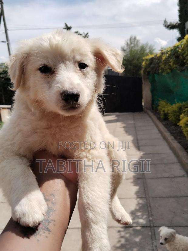 3-6 months Male Mixed Breed Maltese - thumbnail 10