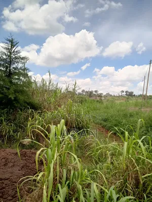Mugutha 1/4acre