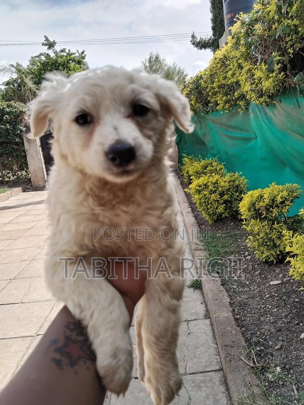 3-6 months Male Mixed Breed Maltese - thumbnail 13