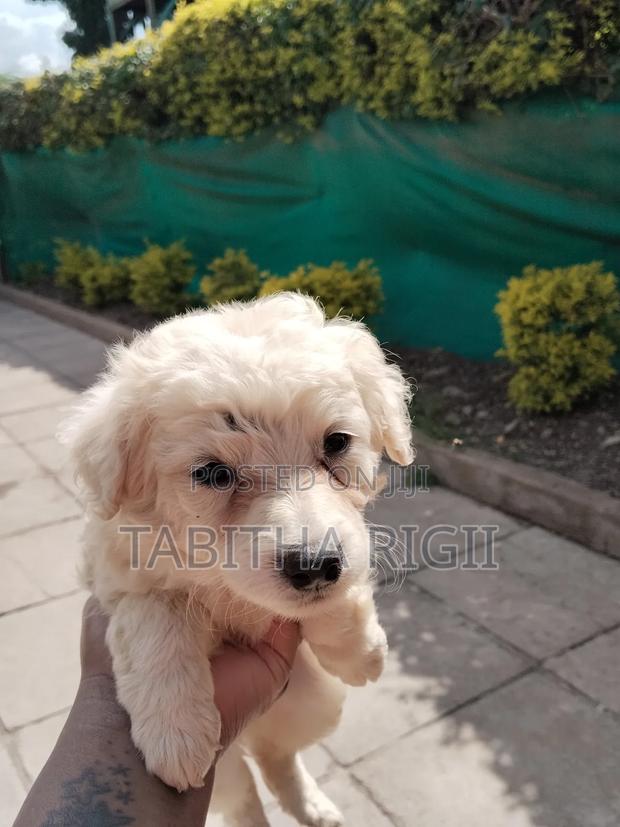 3-6 months Male Mixed Breed Maltese - thumbnail 14