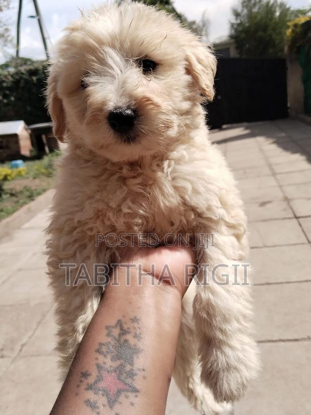 3-6 months Male Mixed Breed Maltese - thumbnail 15