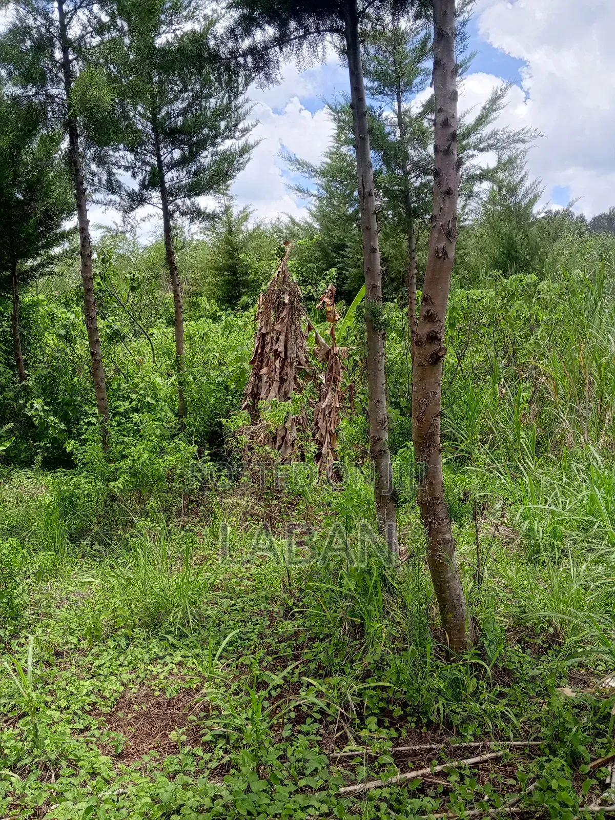 Mugutha 1/4acre
