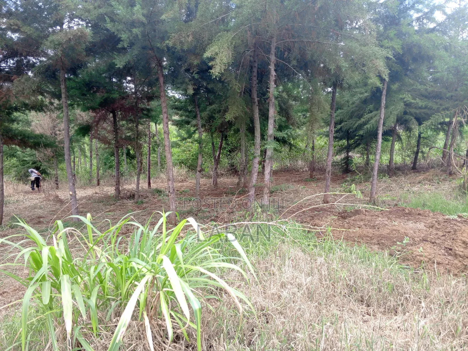 Mugutha 1/4acre