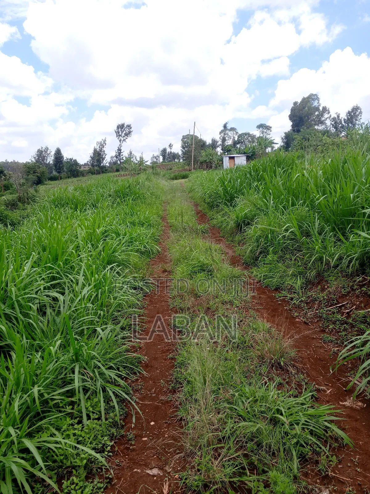 Mugutha 1/4acre