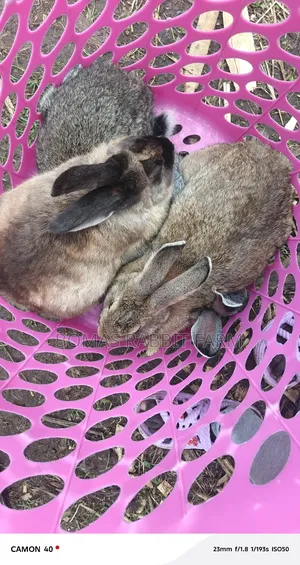 Rabbits for Sale