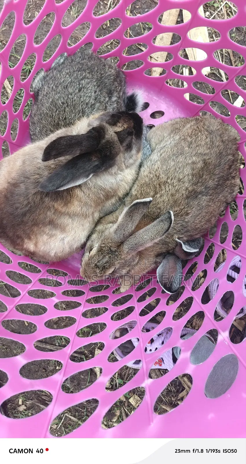 Rabbits for Sale